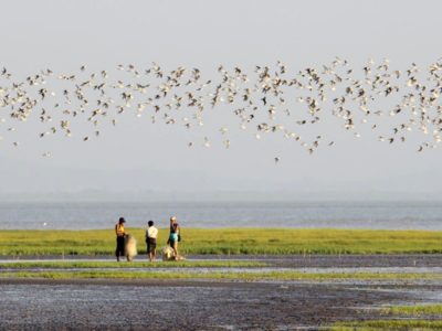 world_migratory_bird_day